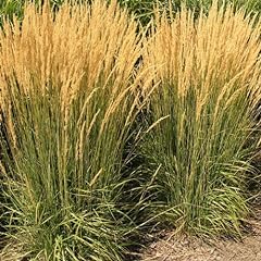 Feather reed grass for sale  Delivered anywhere in USA 