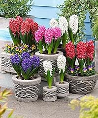 Hyacinth mix dense for sale  Delivered anywhere in USA 