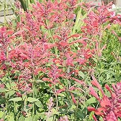 Agastache heather queen for sale  Delivered anywhere in USA 
