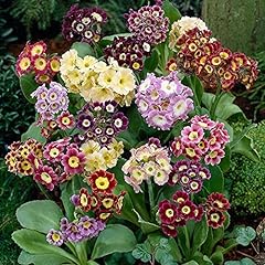 Plug plants primula for sale  Delivered anywhere in Ireland