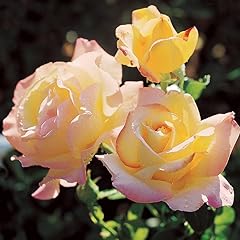 Rose bush peace for sale  Delivered anywhere in UK