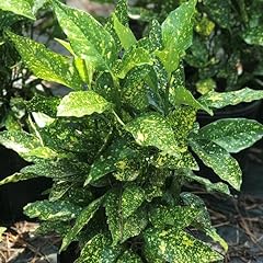 Gold dust variegated for sale  Delivered anywhere in USA 