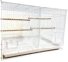 Aviary canary finch for sale  Delivered anywhere in USA 