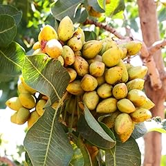 Tomorrowseeds pistachio tree for sale  Delivered anywhere in USA 