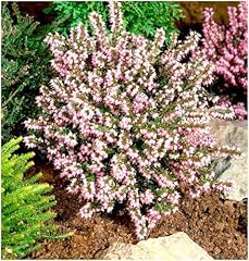 Growon shrubs heather for sale  Delivered anywhere in UK