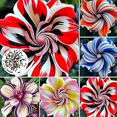 500 stück hibiskus gebraucht kaufen  Wird an jeden Ort in Deutschland