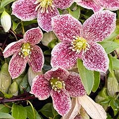 Clematis freckles winter for sale  Delivered anywhere in UK