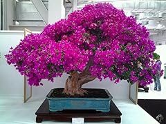 Japanese bougainvillea cherry for sale  Delivered anywhere in USA 