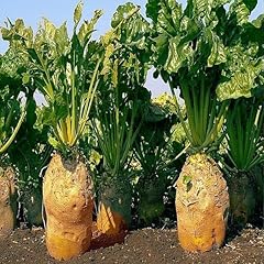 Beet fodder ursus for sale  Delivered anywhere in UK