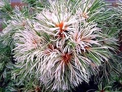 Japanese white pine for sale  Delivered anywhere in USA 