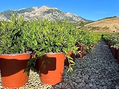 Deutzia gracilis nikko usato  Spedito ovunque in Italia 