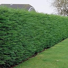 Green leylandii hedging for sale  Delivered anywhere in UK