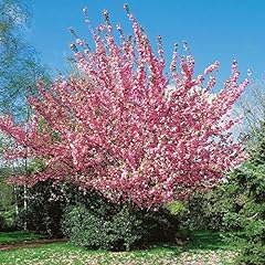 Prunus serrulata kanzan gebraucht kaufen  Wird an jeden Ort in Deutschland