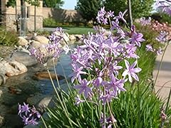 Pondplantsuk tulbaghia violace for sale  Delivered anywhere in Ireland