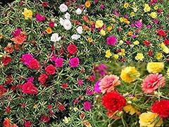 Moss rose purslane for sale  Delivered anywhere in USA 