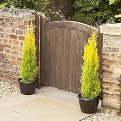 Garden cupressus conifer for sale  Delivered anywhere in UK