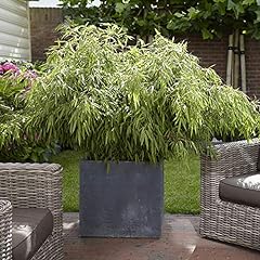 Garden fountain bamboo for sale  Delivered anywhere in UK