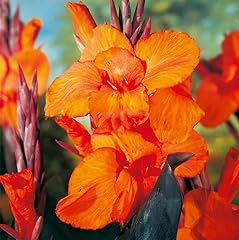 Votaniki wyoming canna for sale  Delivered anywhere in USA 