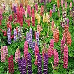 500 lupine samen gebraucht kaufen  Wird an jeden Ort in Deutschland