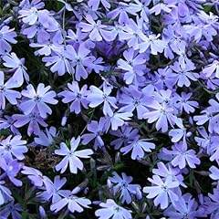 Phlox emerald cushion for sale  Delivered anywhere in Ireland