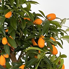 Pianta kumquat pre usato  Spedito ovunque in Italia 