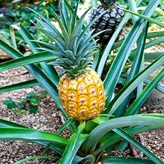 Gold pineapple plant for sale  Delivered anywhere in USA 