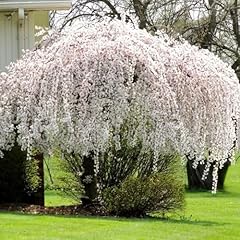 Live weeping cherry for sale  Delivered anywhere in USA 