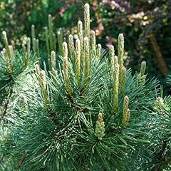 Pinus pumilio dwarf for sale  Delivered anywhere in UK