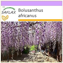 SAFLAX - Glicinia africana - 15 semillas - Bolusanthus segunda mano  Se entrega en toda España 