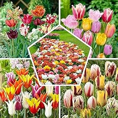 50x tulpenzwiebeln mix gebraucht kaufen  Wird an jeden Ort in Deutschland