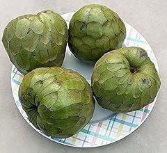 9eztropical fino jete for sale  Delivered anywhere in USA 