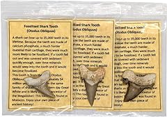 Fossil sharks teeth for sale  Delivered anywhere in USA 