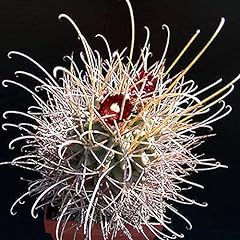 Sclerocactus wrightii cactus usato  Spedito ovunque in Italia 