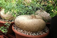 Iberbillea lindheimeri rare d'occasion  Livré partout en France