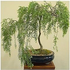 Bonsai australian willow for sale  Delivered anywhere in USA 