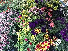 Sommerblumen bunter mix gebraucht kaufen  Wird an jeden Ort in Deutschland
