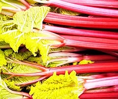 Lot rhubarb plants for sale  Delivered anywhere in USA 
