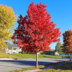 Autumn blaze red for sale  Delivered anywhere in USA 