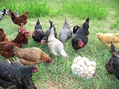 Marans hatching eggs for sale  Delivered anywhere in USA 