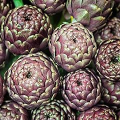 Artichoke purple provence for sale  Delivered anywhere in UK