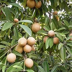 Sapodilla tree packet for sale  Delivered anywhere in USA 