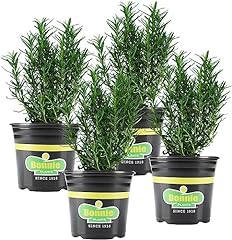 Bonnie plants rosemary for sale  Delivered anywhere in USA 