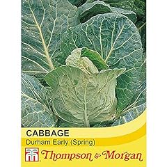 Cabbage seeds durham for sale  Delivered anywhere in UK