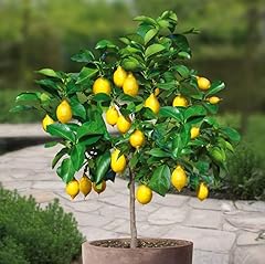 Large meyers lemon for sale  Delivered anywhere in USA 