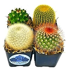 Fatplants mini cactus for sale  Delivered anywhere in USA 
