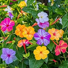 Four clock flower for sale  Delivered anywhere in USA 
