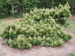 Yatsubusa japanese white for sale  Delivered anywhere in USA 