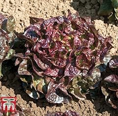 Lettuce saxo lactuca for sale  Delivered anywhere in UK