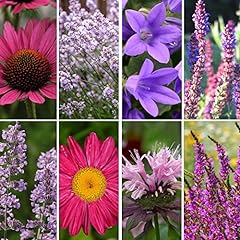 Nurseryman choice perennial for sale  Delivered anywhere in UK
