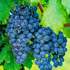Concord grape vine for sale  Delivered anywhere in USA 